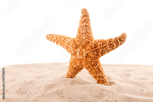 sea star is on the sand on the white