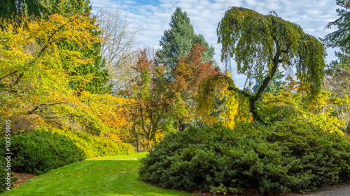 Fototapeta Naklejka Na Ścianę i Meble -  Washington park arboretum, Autumn