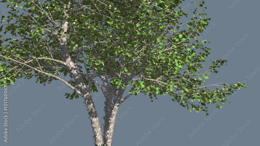 River Birch Thin Small Tree is Swaying at The Wind Green Tree Leaves Are Fluttering Crown in Summer Computer Generated Animation Made in Studio River Birch Thin Small Tree is Swaying at The Wind Green Tree Leaves Are Fluttering Crown in Summer Computer Generated Animation Made in Studio