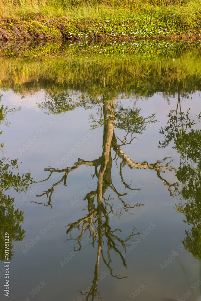 Fototapeta premium Dry dead trees, water reflections.
