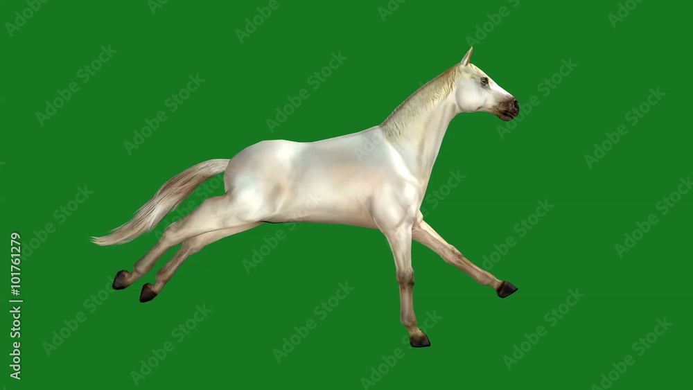 White horse galloping, animal isolated on green background White horse galloping, animal isolated on green background