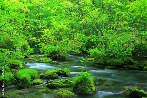  青森県十和田 夏の奥入瀬渓流 