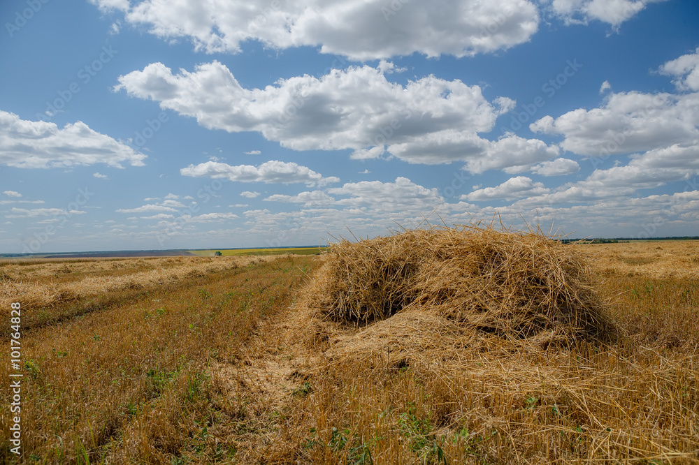 Fototapeta premium harvester in the field, the stubble