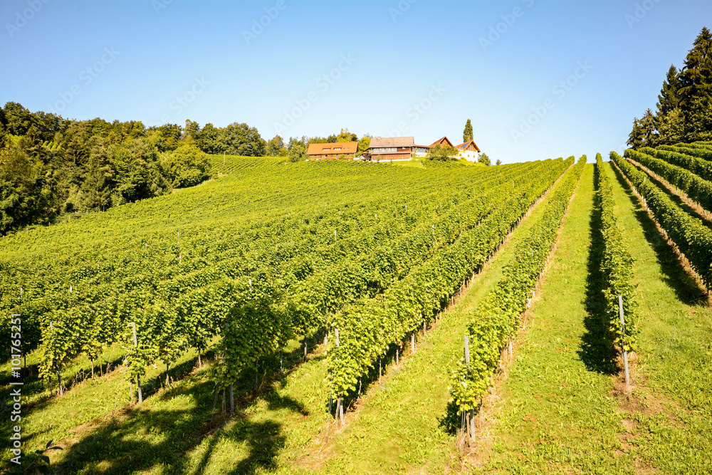 Vineyards and winery along the South Styrian Wine Road in autumn, Austria Europe