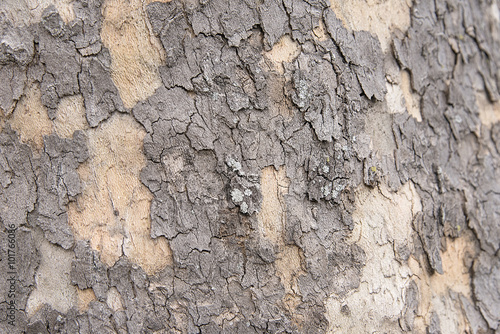 Old tree bark background texture
