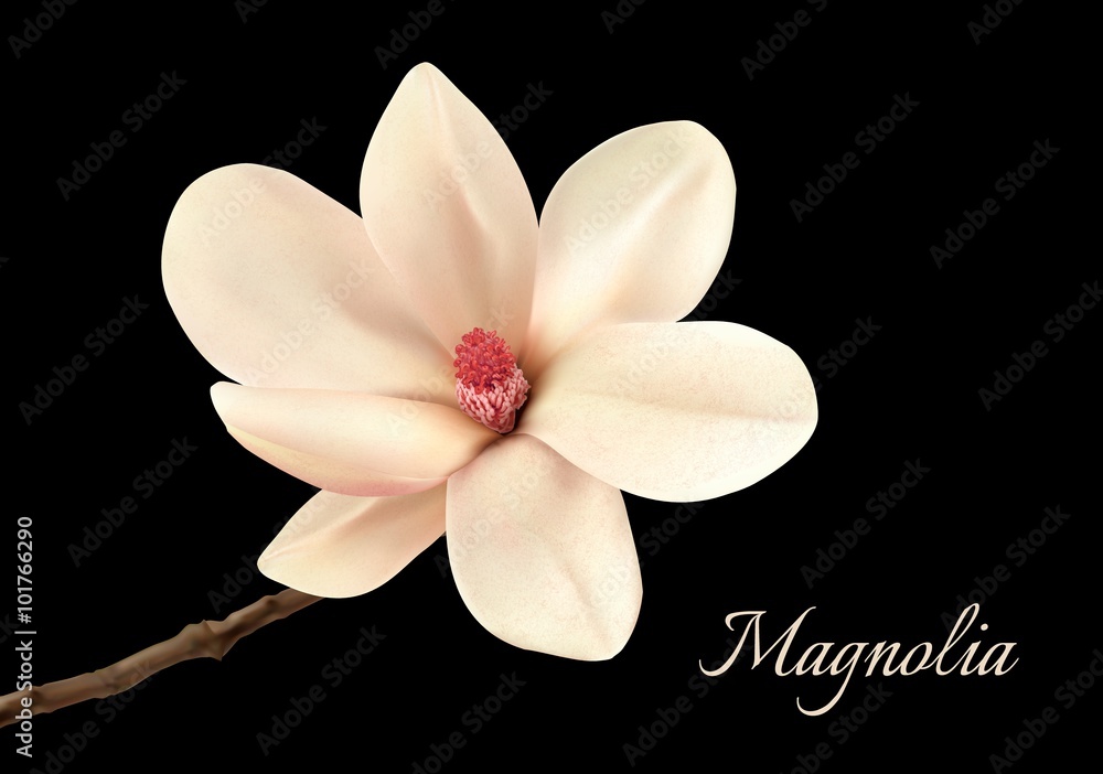 Fototapeta premium Beautiful white magnolia flower isolated on a black background.