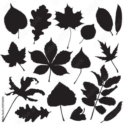 Silhouettes of leaves isolated on white background