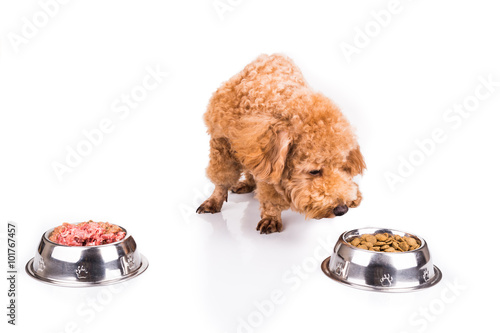 Poodle dog choosing between raw meat or kibbles as meal photo