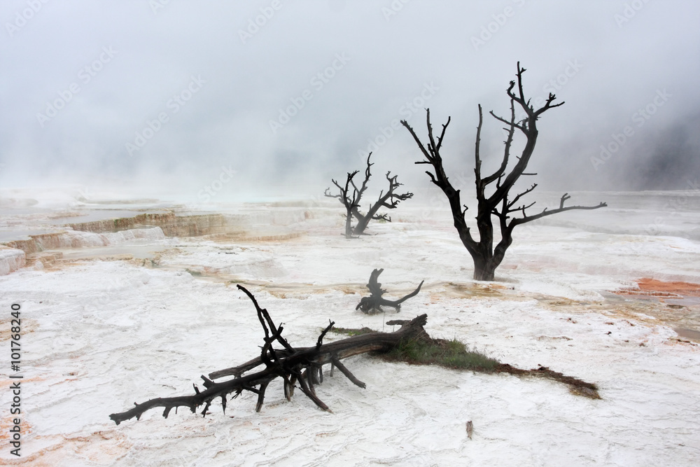 Φωτογραφία Surreal Hot Springs at the Mammoth Terraces in Yellowstone National Park, Wyomin