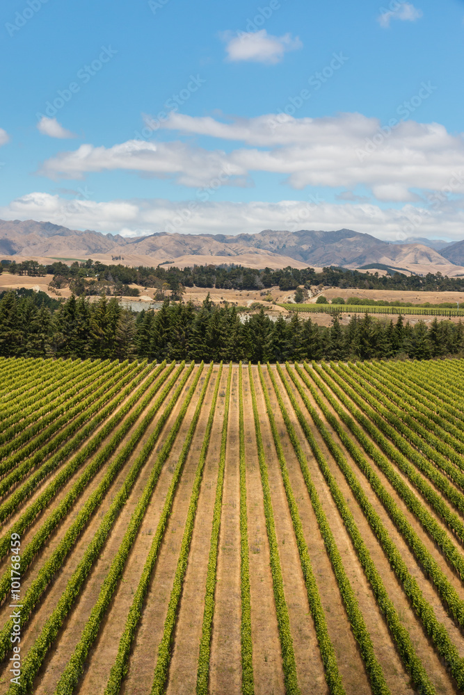 aerial view of vineyard in Marlborough, New Zealand