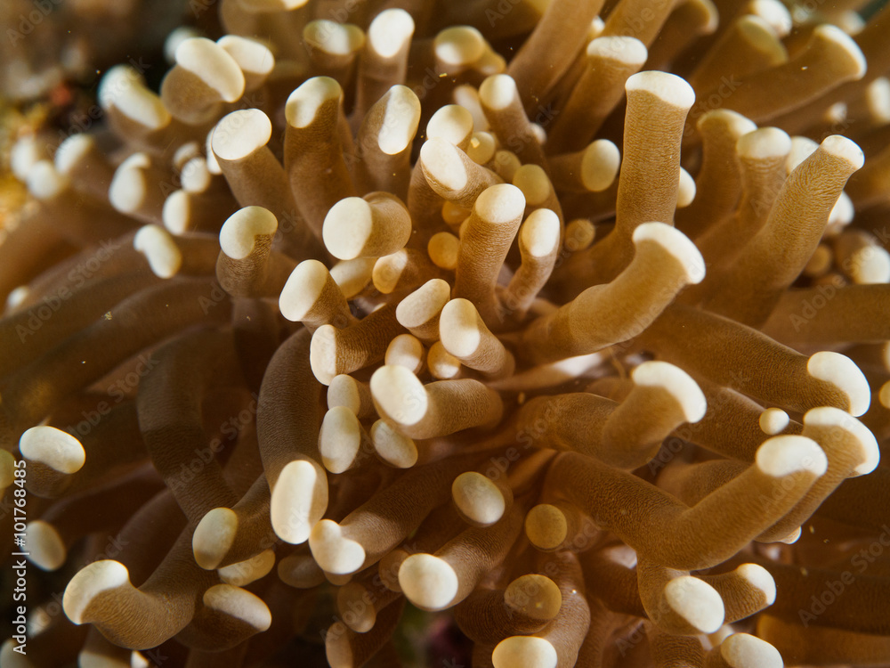 Full frame shot of long-tentacle Plate Coral Full frame shot of long-tentacle Plate Coral