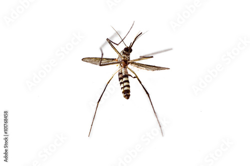 dead mosquito on white background