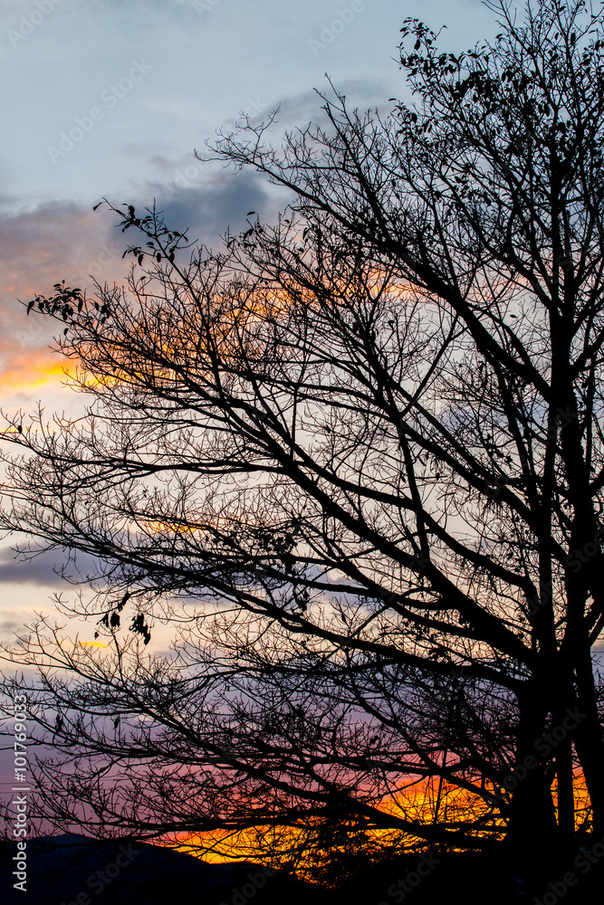 Branches of trees silhouette at sunset