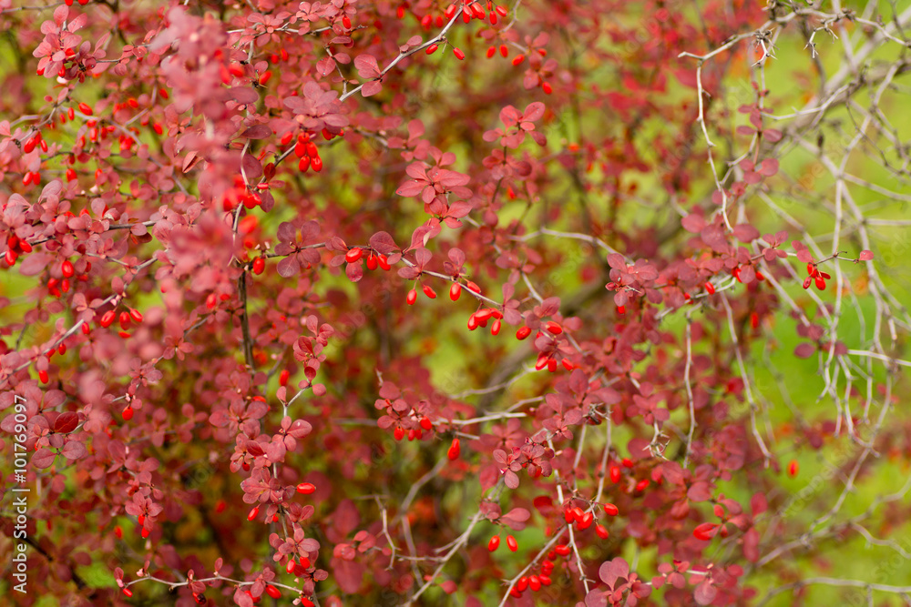 Fruits and leaves of the ornamental japanese barberry (Berberis thunbergii). Fruits and leaves of the ornamental japanese barberry (Berberis thunbergii).