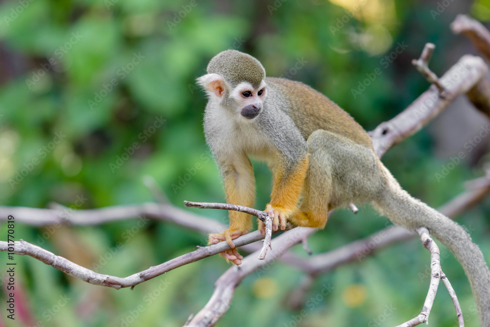 Squirrel Monkey small Squirrel Monkey small