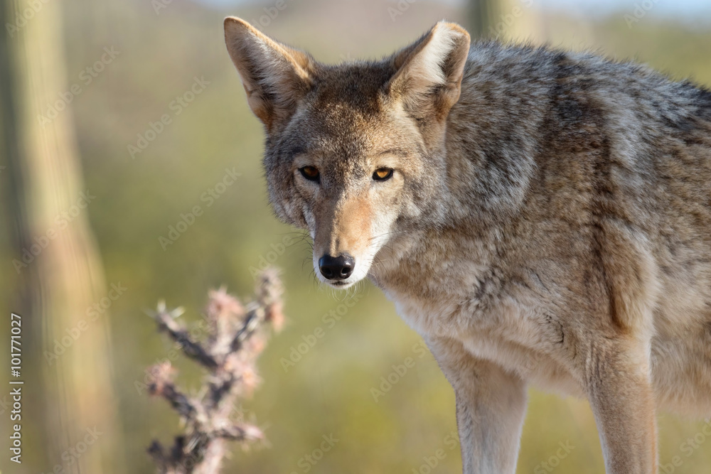 Coyote in Desert Background Coyote in Desert Background
