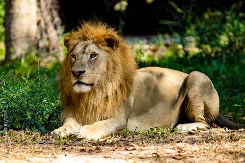 Fototapeta Naklejka Na Ścianę i Meble -  Big lion
