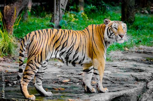 Bengal Tiger