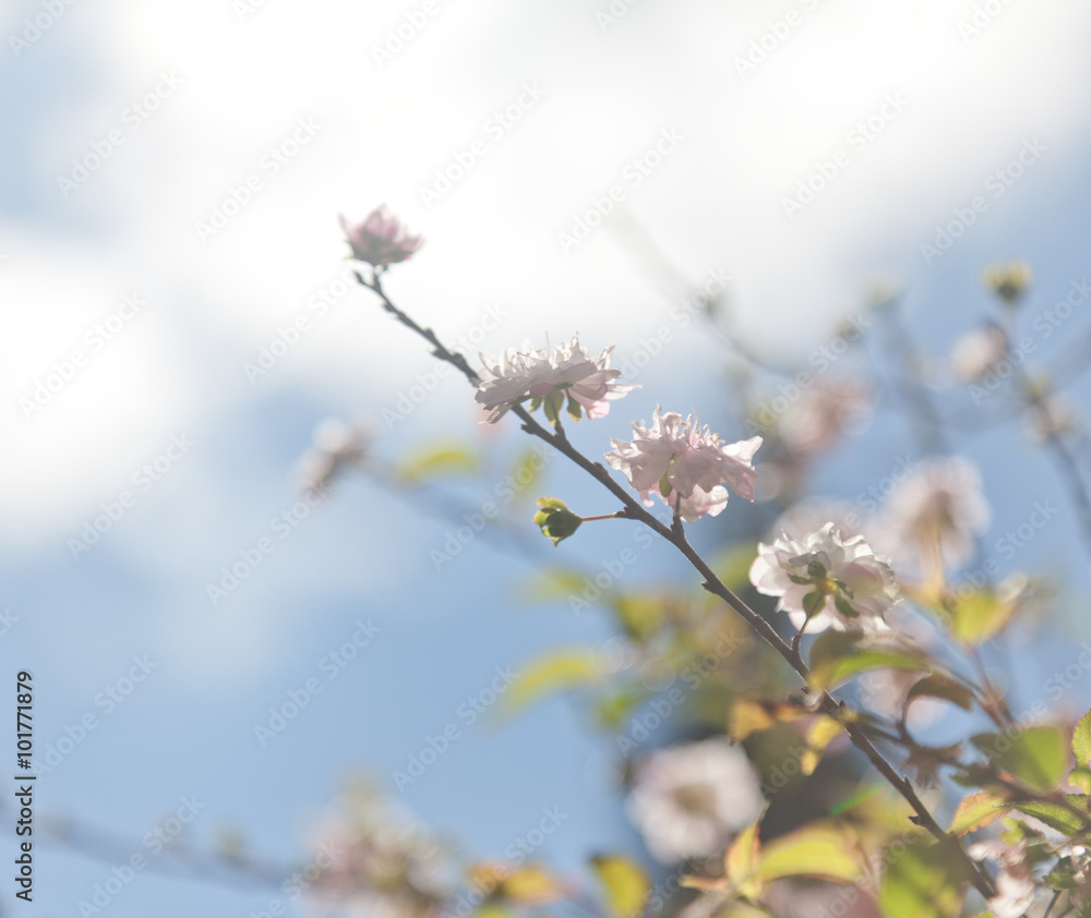 Beautiful spring background, blossoming tree on a background of Beautiful spring background, blossoming tree on a background of