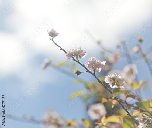 Beautiful spring background, blossoming tree on a background of © olezzo