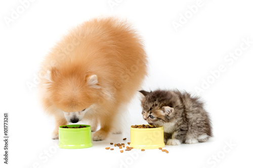 Little Pomeranian dog and Persian cat eating food together on isolated