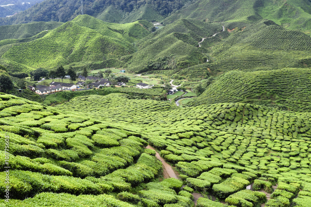 Cameron Highlands Tea Plantation Malaysia