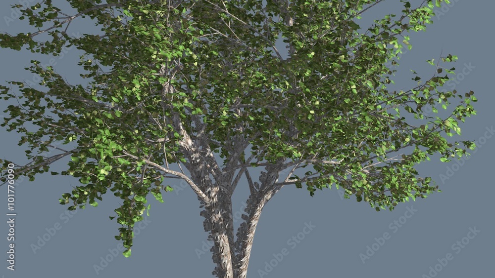 River Birch Thin Small Tree is Swaying at The Wind Green Tree Leaves Are Fluttering Crown in Summer Computer Generated Animation Made in Studio River Birch Thin Small Tree is Swaying at The Wind Green Tree Leaves Are Fluttering Crown in Summer Computer Generated Animation Made in Studio