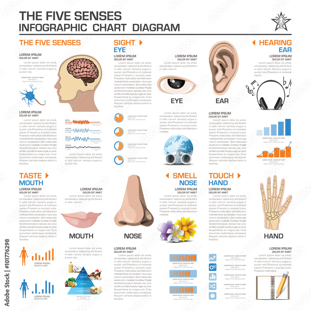 Fotografie The Five Senses Infographic Chart Diagram