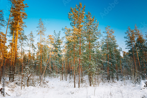 Wallpaper Mural Sunset sunrise in beautiful winter snowy forest Torontodigital.ca