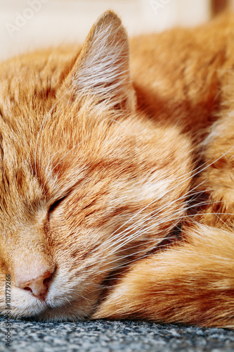 Close up of Peaceful Red Cat Curled Up Sleeping in His Bed