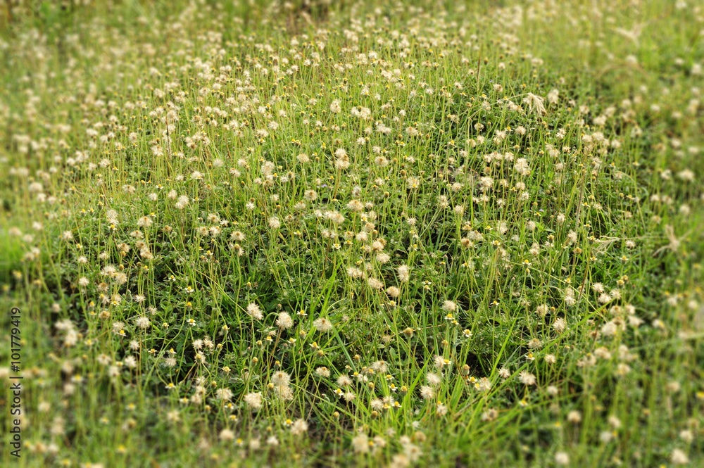 Grass flower