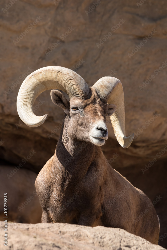 Naklejka premium Desert Bighorn Sheep