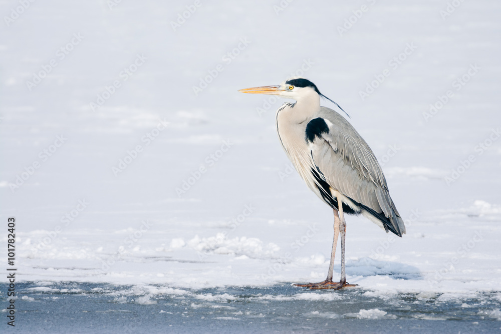 Fototapeta premium Grey Heron standing in the snow, a cold winter day