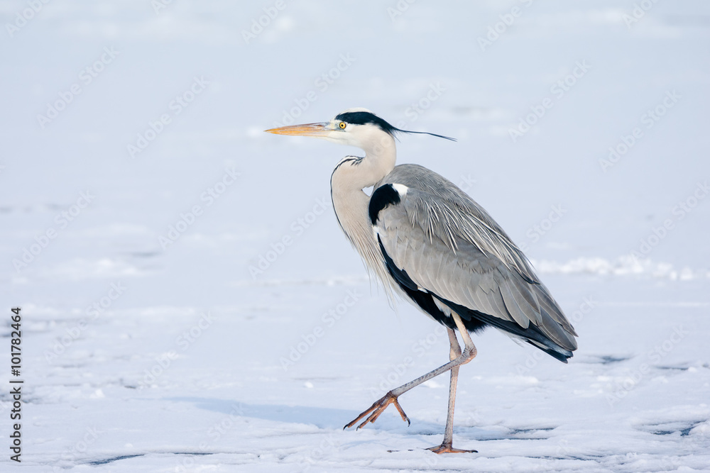Obraz premium Grey Heron standing in the snow, a cold winter day