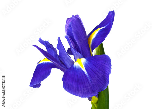 Blue iris flower isolated on white background photo