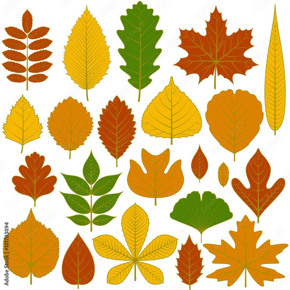 Set of tree leaves. Twenty different icons. Various elements for design. Cartoon vector illustration. Autumn colors, green, orange, yellow, red.