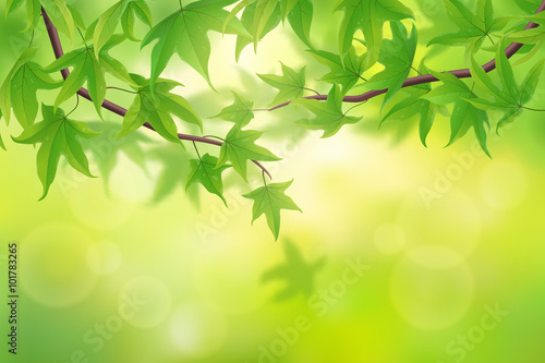 Spring green maple leaves background  vector illustration