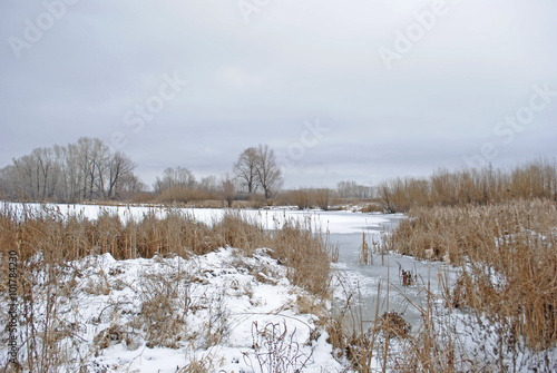 winter landscape with a lake and reeds