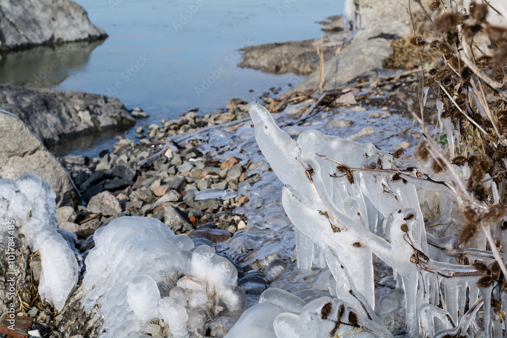 Frozen bushes with ice in the winter lake Frozen bushes with ice in the winter lake