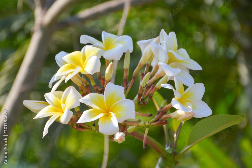 Fototapeta premium plumeria flower in nature garden