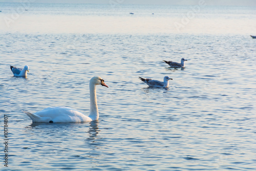 Beautiful white swans swimming in winter sea © guapofreak