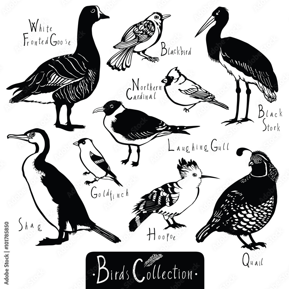 Fototapeta premium Birds collection Black Stork Goldfinch Laughing Gull Quail Hoopo