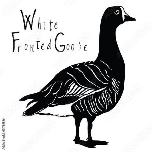 Birds collection White Fronted Goose