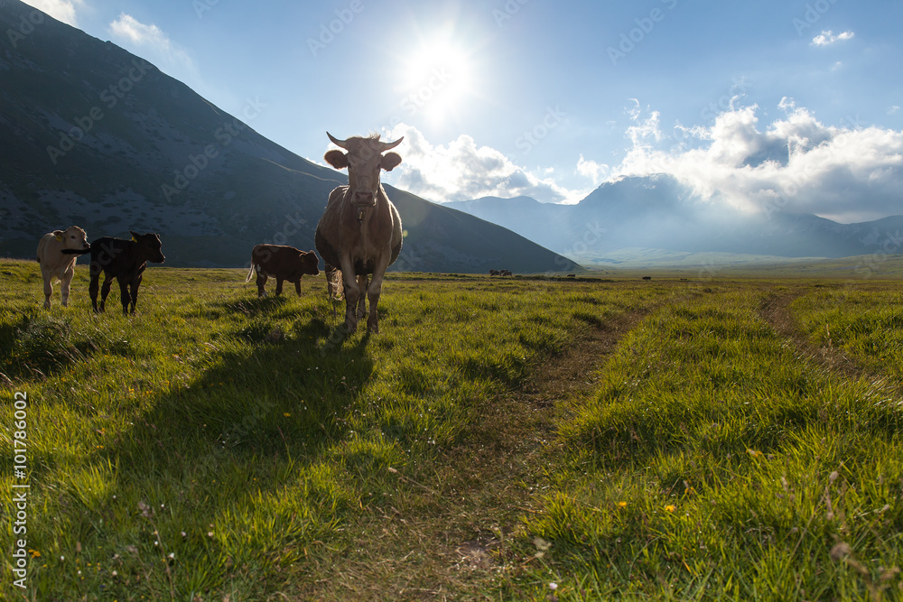 Mucca in una prateria in silhouette al tramonto con i suoi vitelli. Cielo blu con nuvole sullo sfondo