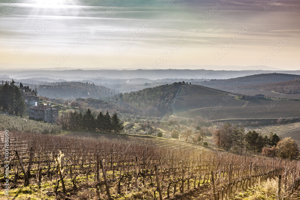 Vineyard in winter, Chianti Region, Siena Province, Tuscany, Italy