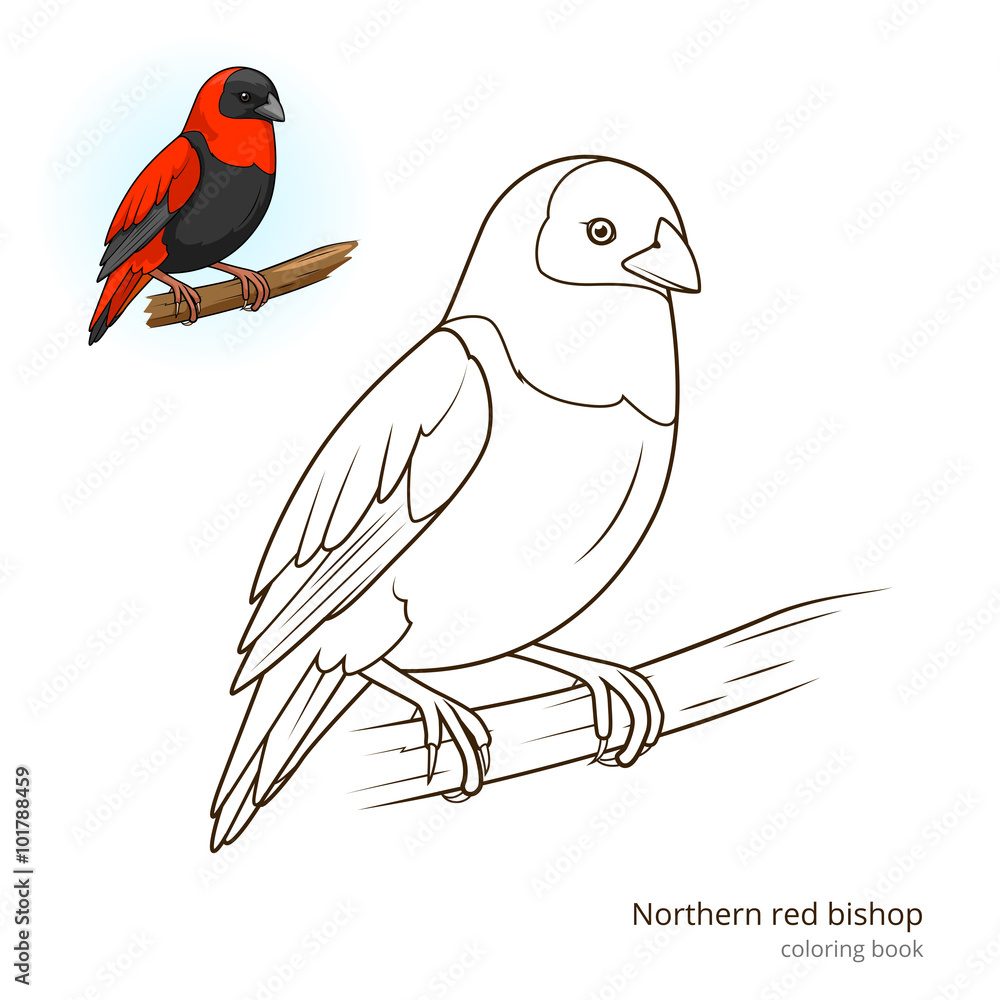 Fototapeta premium Northern red bishop color book vector