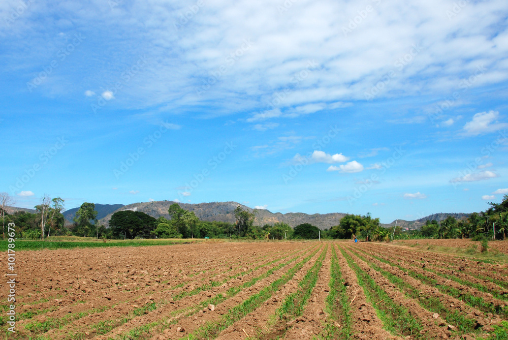 the rice field the rice field