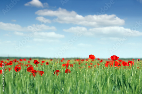 poppies flower and green wheat landscape