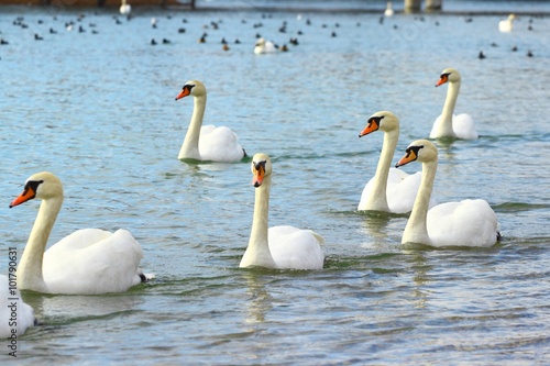 Flock of swans