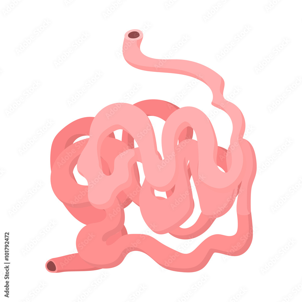 Fotografie Small intestine cartoon icon